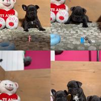 Cuccioli di Bulldog Francese