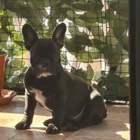 Ultima cucciola di bulldog francese