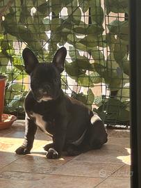 Ultima cucciola di bulldog francese