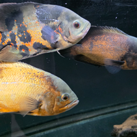 Astronotus ocellatus, oscar