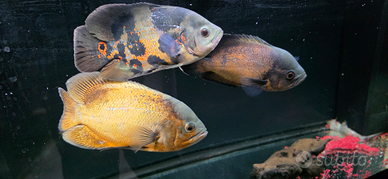Astronotus ocellatus, oscar