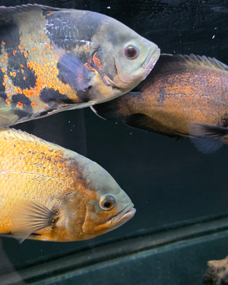 Astronotus ocellatus, oscar