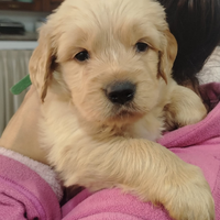 Golden retriever