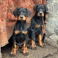Cuccioli di dobermann