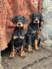 Cuccioli di dobermann