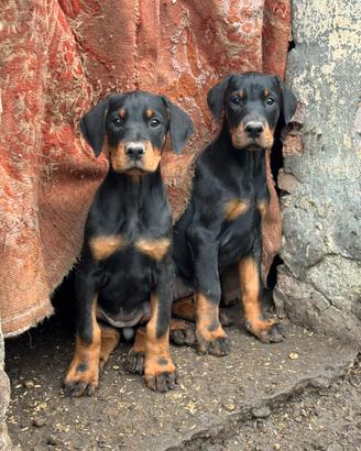 Cuccioli di dobermann