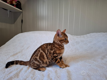 Gattino bengala maschio