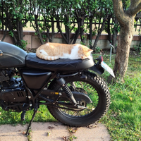Mutt Fat Sabbath 125