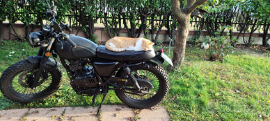 Mutt Fat Sabbath 125