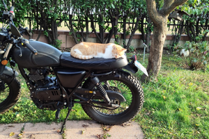 Mutt Fat Sabbath 125