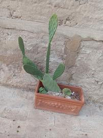 Pianta grassa 