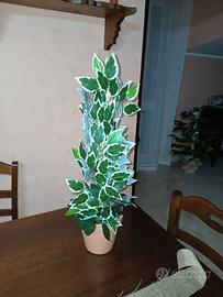 piantina artificiale 