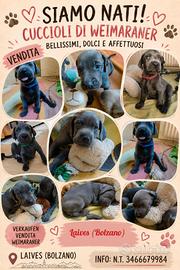 weimaraner cuciolli 