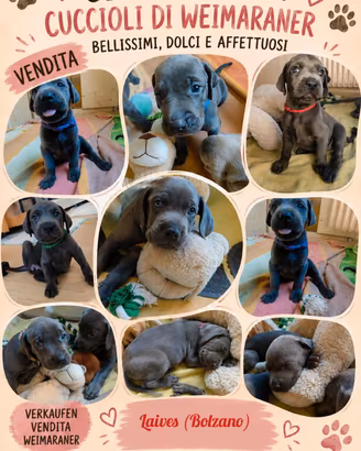 weimaraner cuciolli 