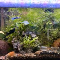 Piante acquario teopicale