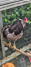 Galli araucana