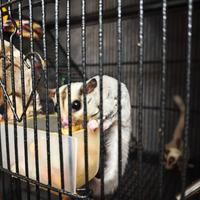 Petauro mosaico e ancestrali