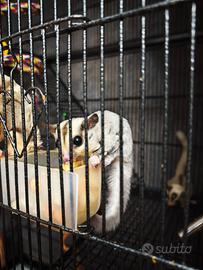 Petauro mosaico e ancestrali