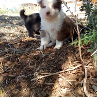 Border collie