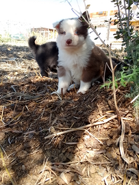 Border collie