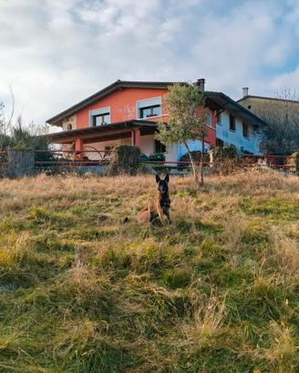 Pastore Belga Malinois