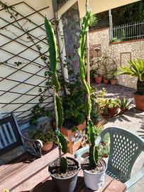 Pianta di Pitaya 