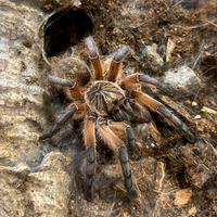 Harpactira pulchripes (tarantola migale) 1.1