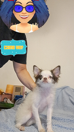 Chihuahua maschio e femmina pelo lungo