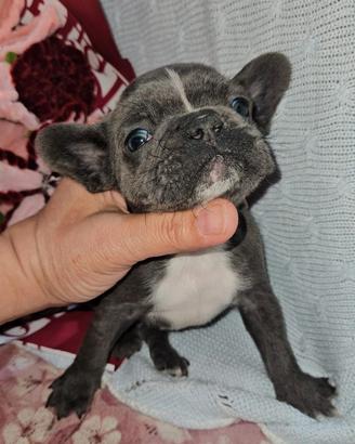 Bulldog Francese mini
