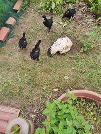 Pulcini Australorp