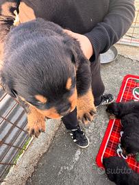 Cuccioli di rottweiler