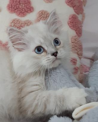gattino persiano Brithish long hair