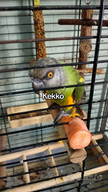 Parrocchetto del Senegal