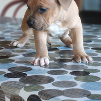 Pitbull