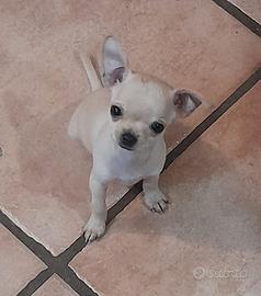 Chihuahua tascabile