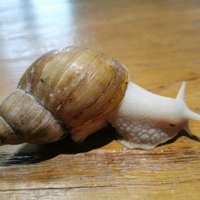 Lumache Giganti africane adulte