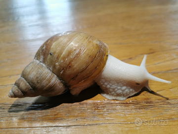 Lumache Giganti africane adulte