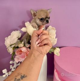 Chihuahua