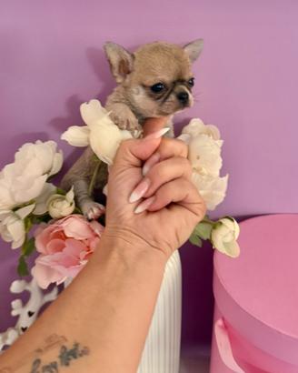 Chihuahua