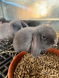Cuccioli Ariete Nano BLU DI VIENNA