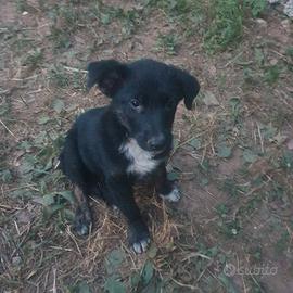 Cucciolo di 70 giorni incrocio Border Collie 