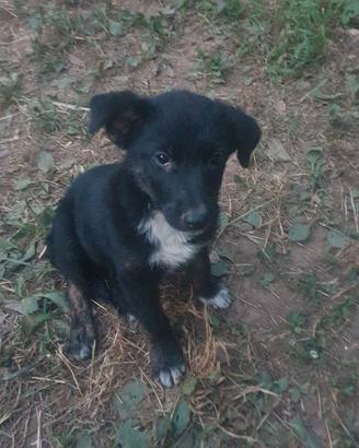 Cucciolo di 70 giorni incrocio Border Collie 