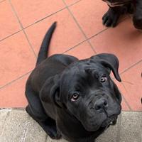Cucciola di cane corso