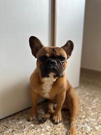 Bulldog francese per monta
