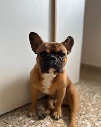 Bulldog francese per monta