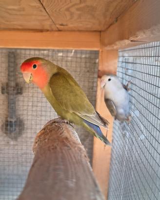 Pappagalli inseparabili