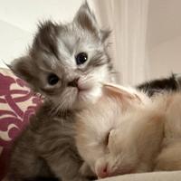 Maine Coon cuccioli