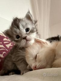 Maine Coon cuccioli