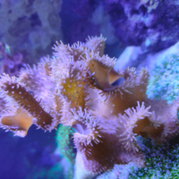 Corallo marino / Lobophytum XL