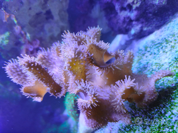 Corallo marino / Lobophytum XL